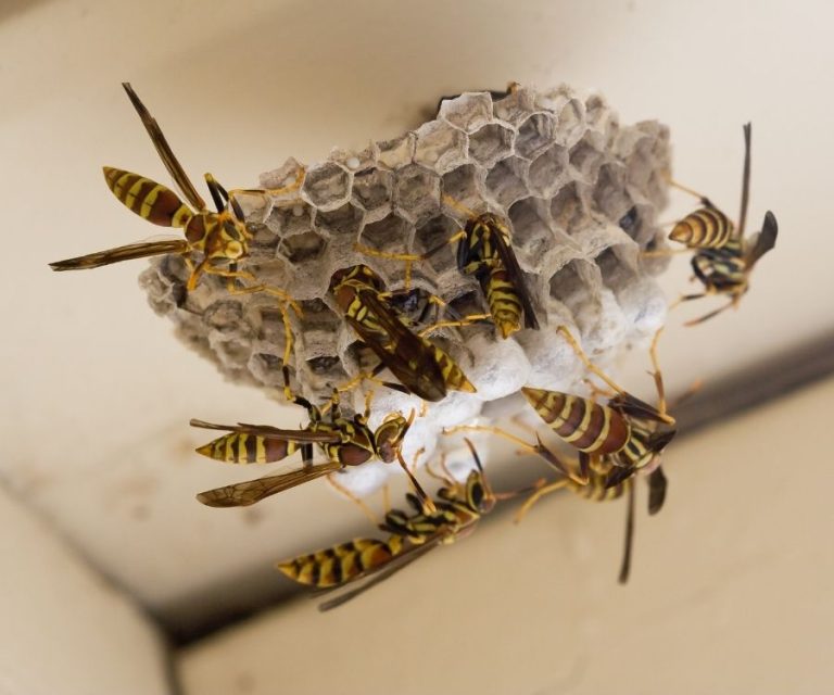 About wasp removal